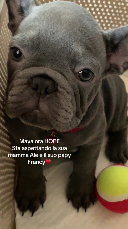 TikTok video thumbnail by castlefrenchie5