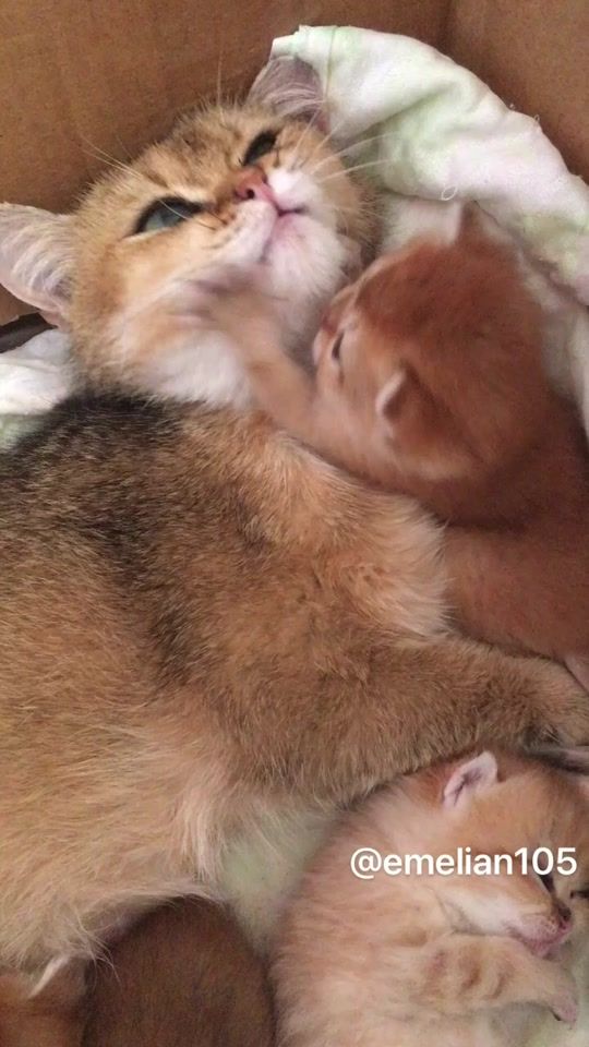 TikTok video thumbnail by sergiobarbusfranc