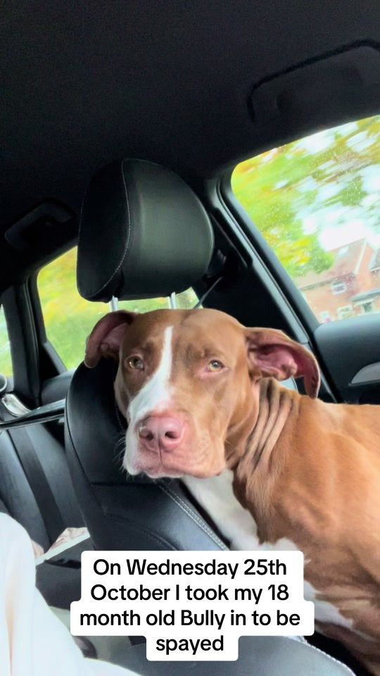 TikTok video thumbnail by thatbullybond