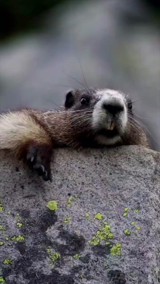 TikTok video thumbnail by archiveviral