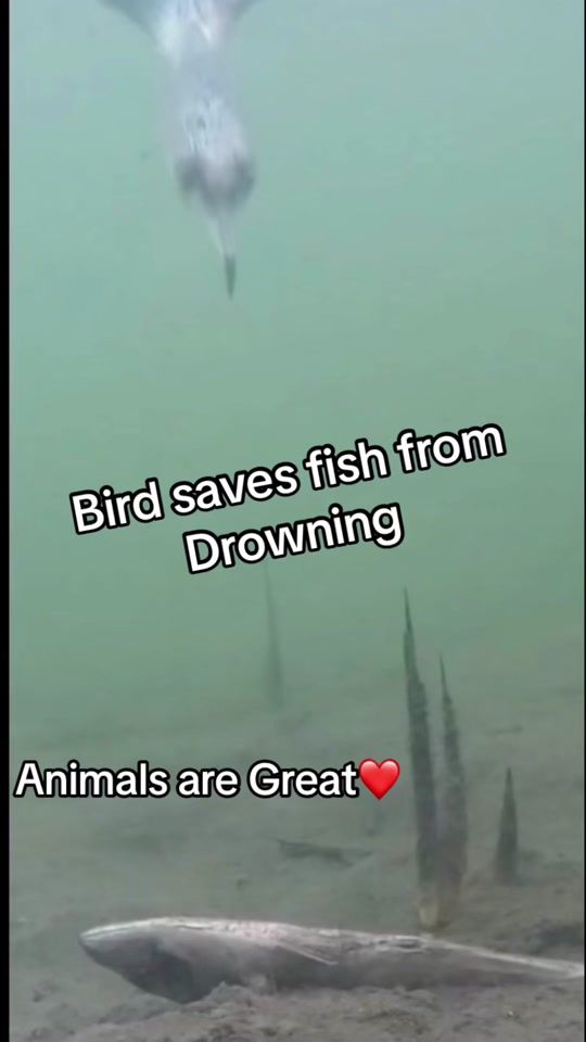 TikTok video thumbnail by atlas1664