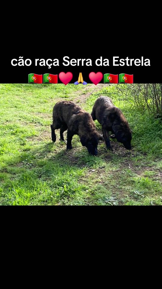 TikTok video thumbnail by metalconde