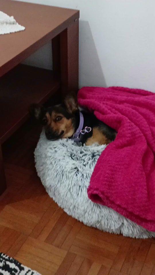 TikTok video thumbnail by joaoferreira90