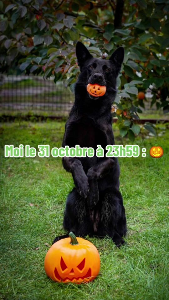 TikTok video thumbnail by kozoo.eu