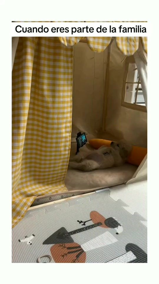 TikTok video thumbnail by animales.gracioso