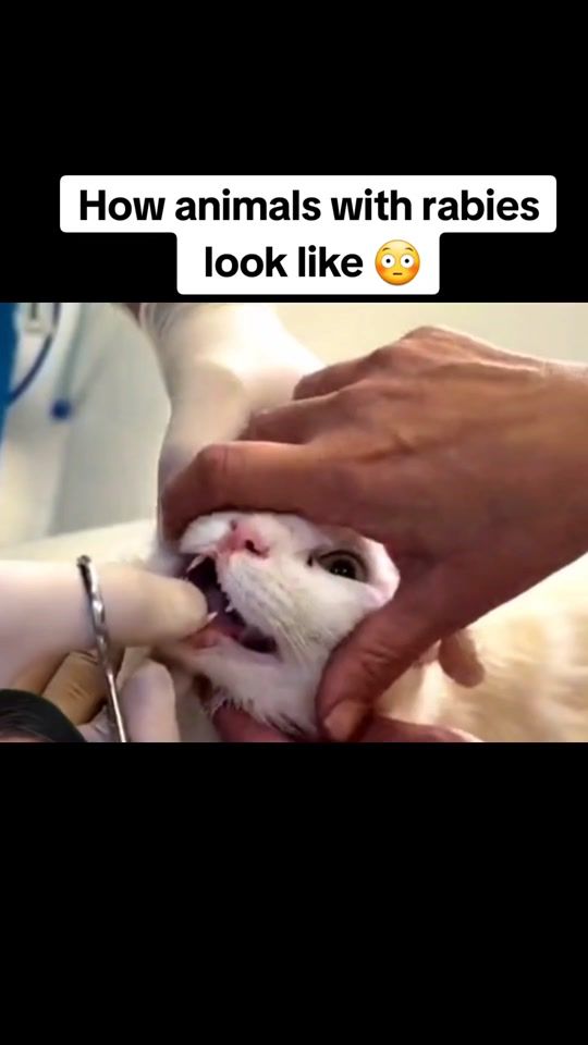 TikTok video thumbnail by twill.sidequests