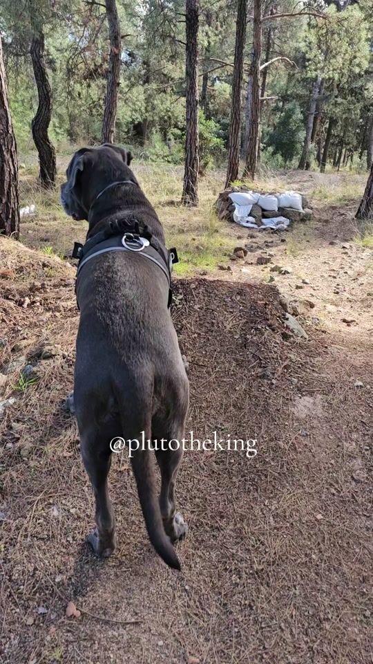 TikTok video thumbnail by plutotheking