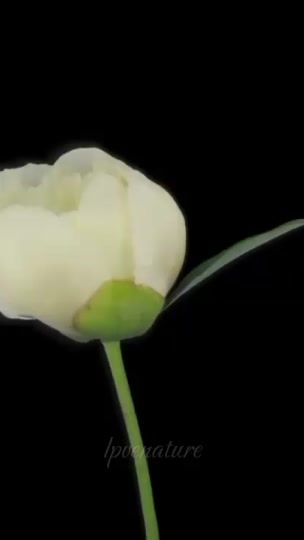 TikTok video thumbnail by lpvenature