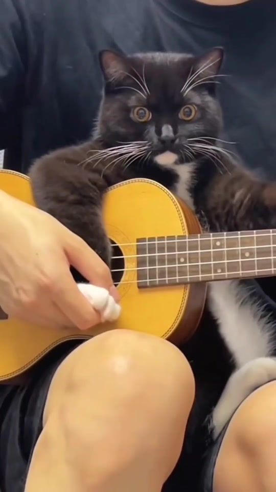 TikTok video thumbnail by microkittens