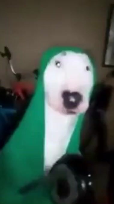 TikTok video thumbnail by a.dog.in.green