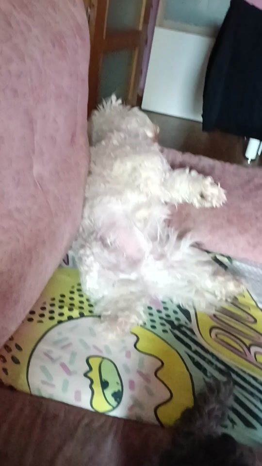 TikTok video thumbnail by pepa..11