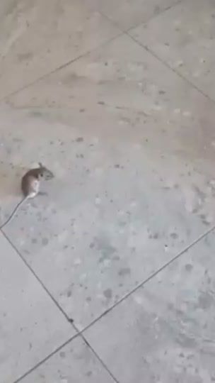 TikTok video thumbnail by donalan_t