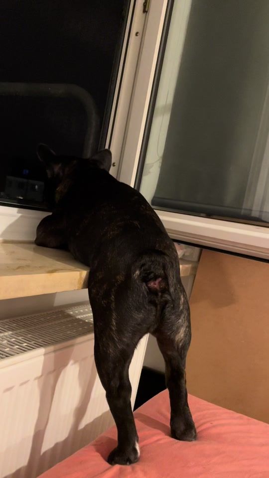 TikTok video thumbnail by frenchie.named.nacho