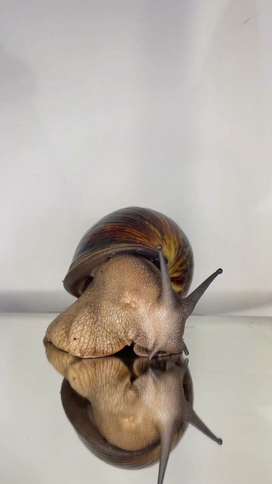 TikTok video thumbnail by snaildostuff