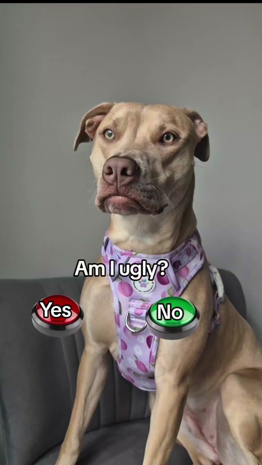TikTok video thumbnail by sky_staffy_lurcher
