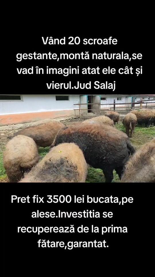 TikTok video thumbnail by muresancristian1279