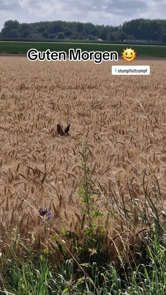 TikTok video thumbnail by mrsclosewithnature