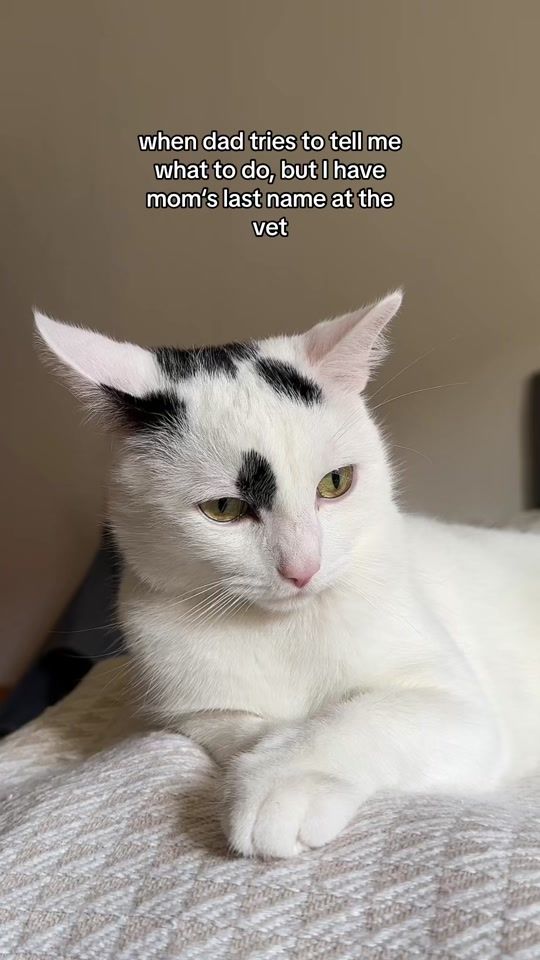 TikTok video thumbnail by raymondthecatman