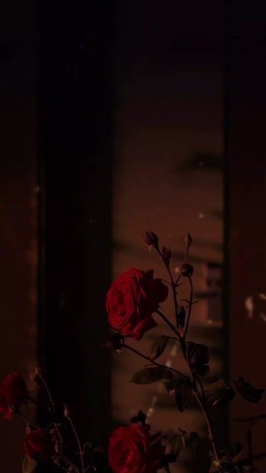 TikTok video thumbnail by umbrella.girl.five
