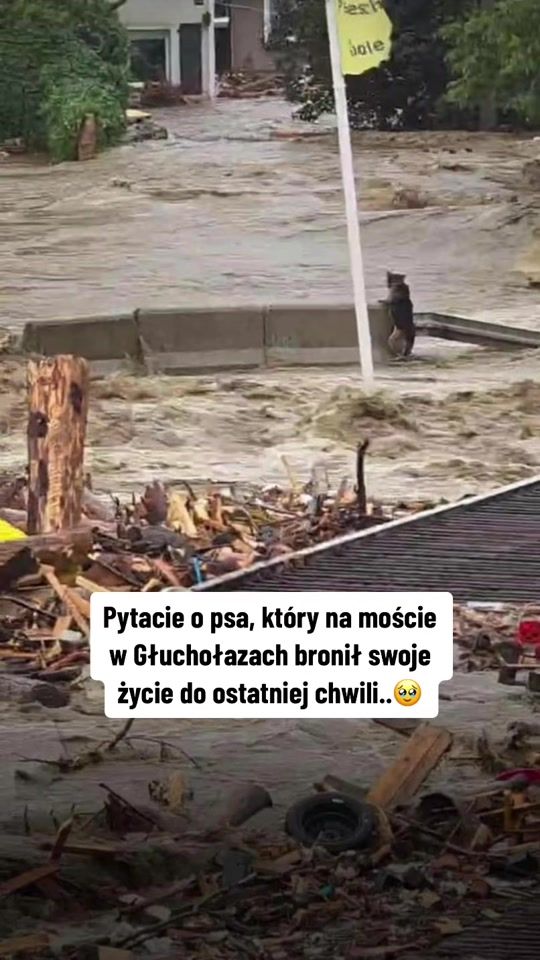 TikTok video thumbnail by braciakleczekjumpworld