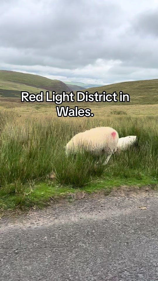 TikTok video thumbnail by bloatedman0