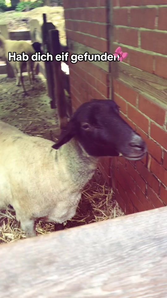 TikTok video thumbnail by zerdjana_24