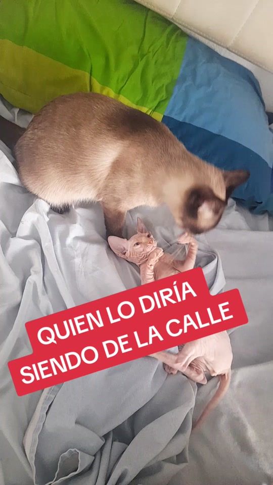 TikTok video thumbnail by yolanda6667