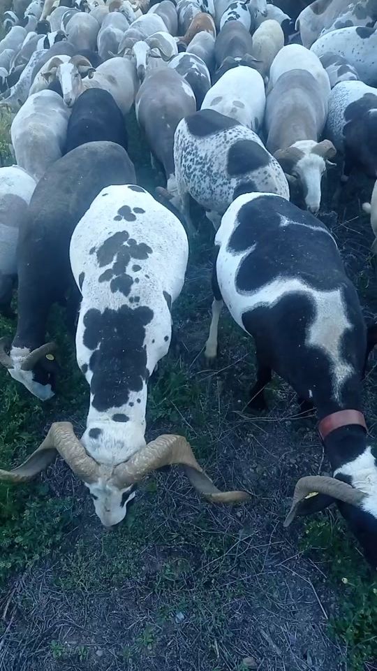 TikTok video thumbnail by franciscovaldivia675