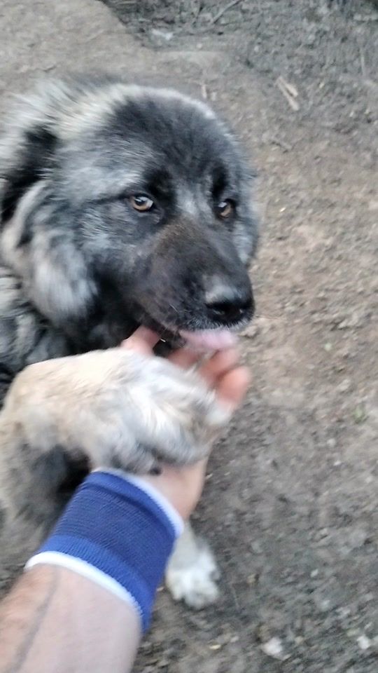 TikTok video thumbnail by mihaisimguraticul