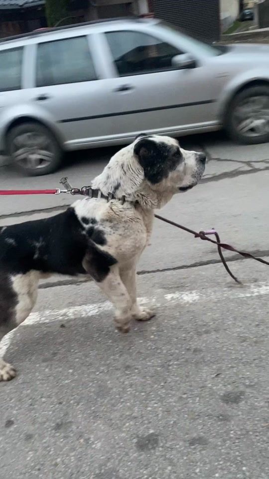 TikTok video thumbnail by stefanfintoiu1