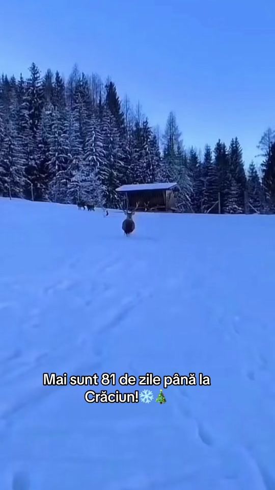 TikTok video thumbnail by craciunul.magic.18