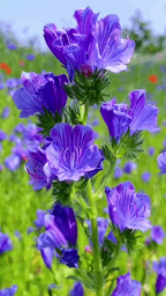 TikTok video thumbnail by taniaaaron