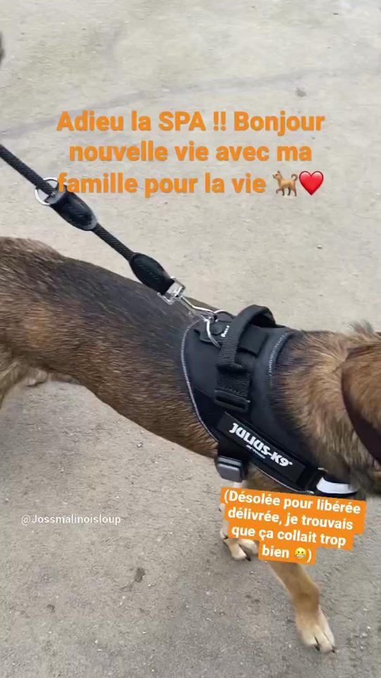 TikTok video thumbnail by jossmalinoisloup