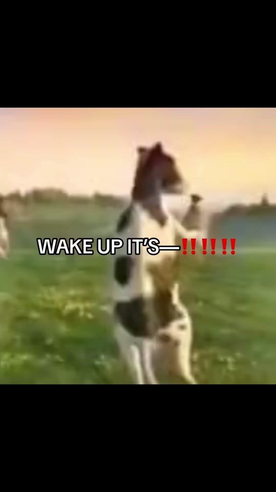 TikTok video thumbnail by i_kinda_like_it_here