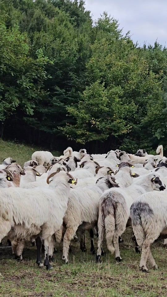 TikTok video thumbnail by sebi.cotu