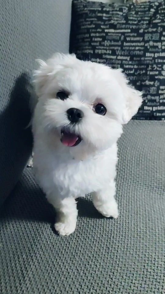TikTok video thumbnail by princeso_lolo