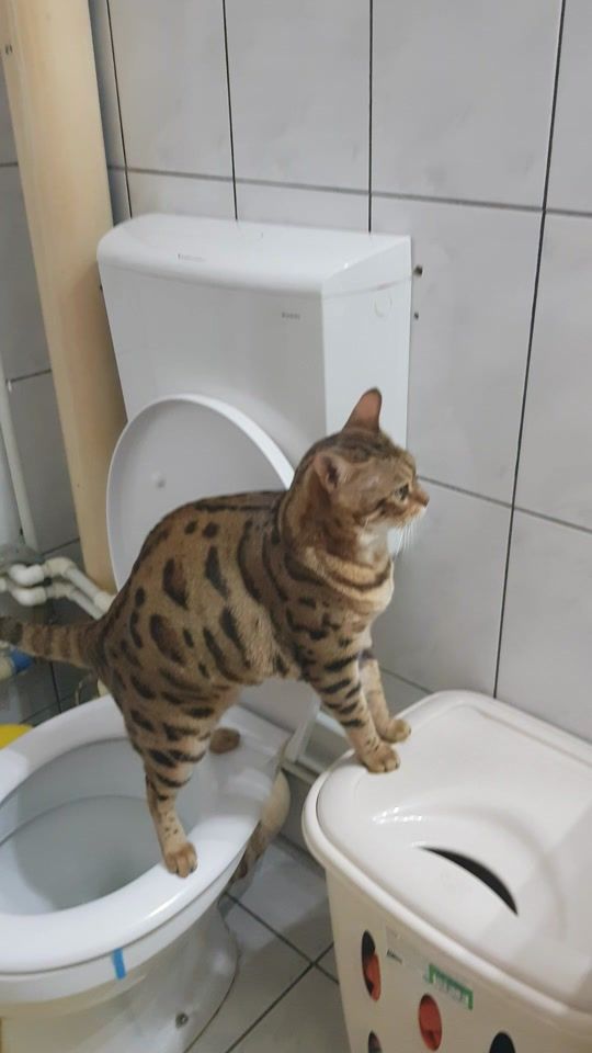 TikTok video thumbnail by adicalin06