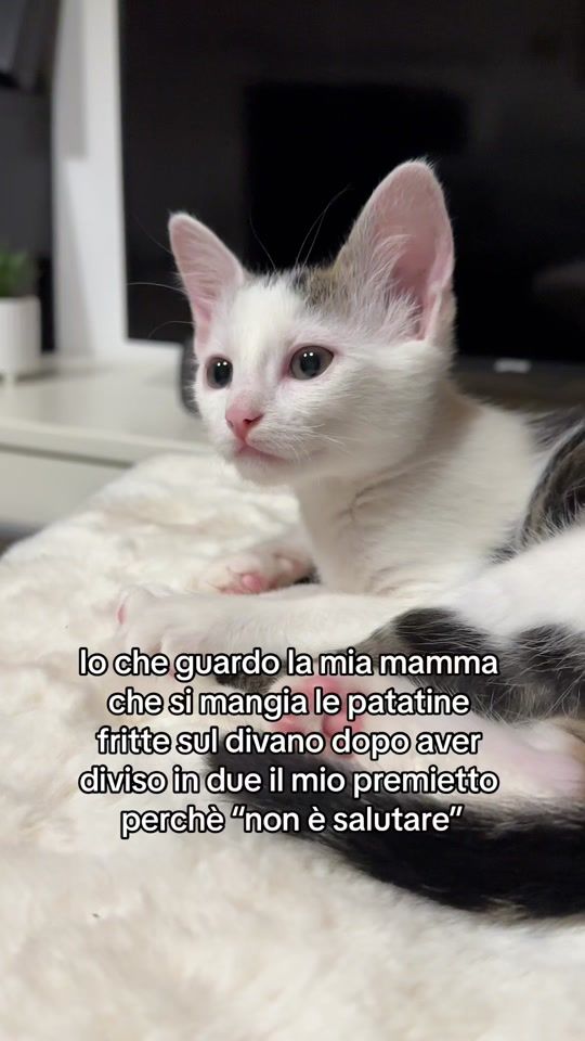TikTok video thumbnail by summerinacat