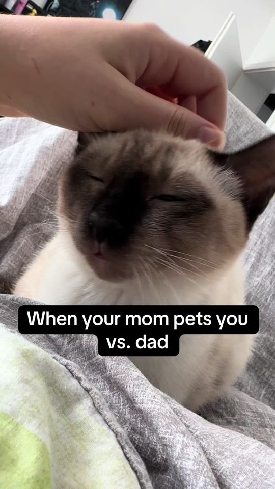 TikTok video thumbnail by meowmaenner