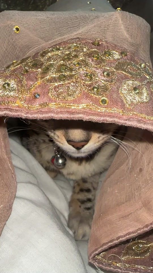 TikTok video thumbnail by lifeofsimbaaaa