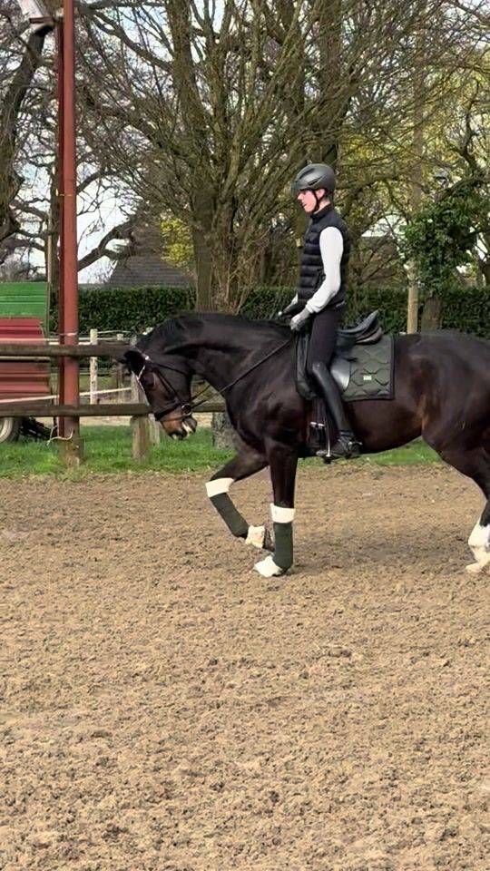 TikTok video thumbnail by nicks_equestrian1