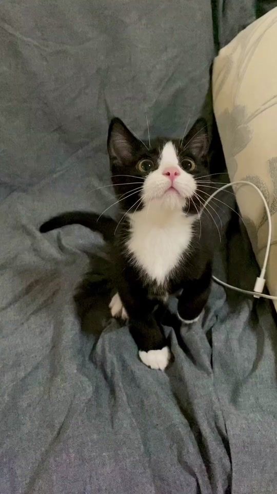 TikTok video thumbnail by meow.hub4