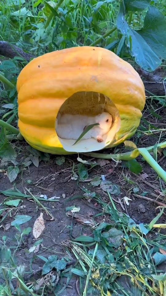 TikTok video thumbnail by haseeb003uk