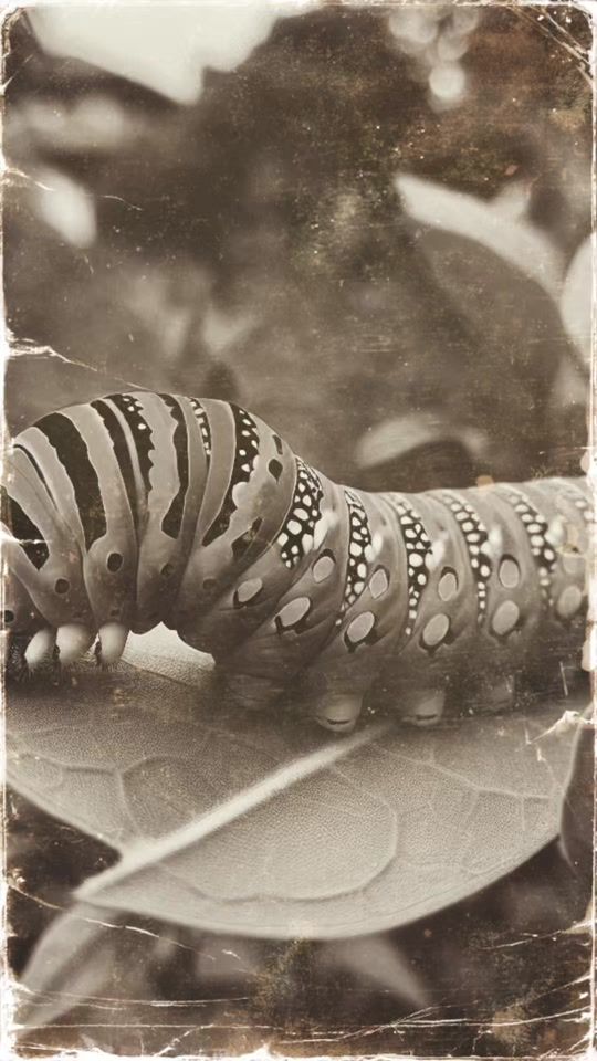 TikTok video thumbnail by denisetr1211