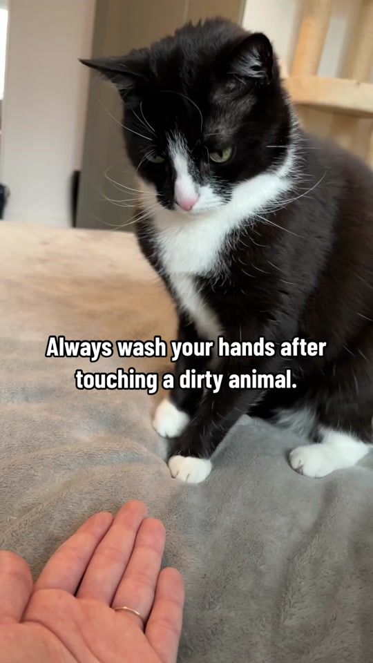 TikTok video thumbnail by 2chaoscats