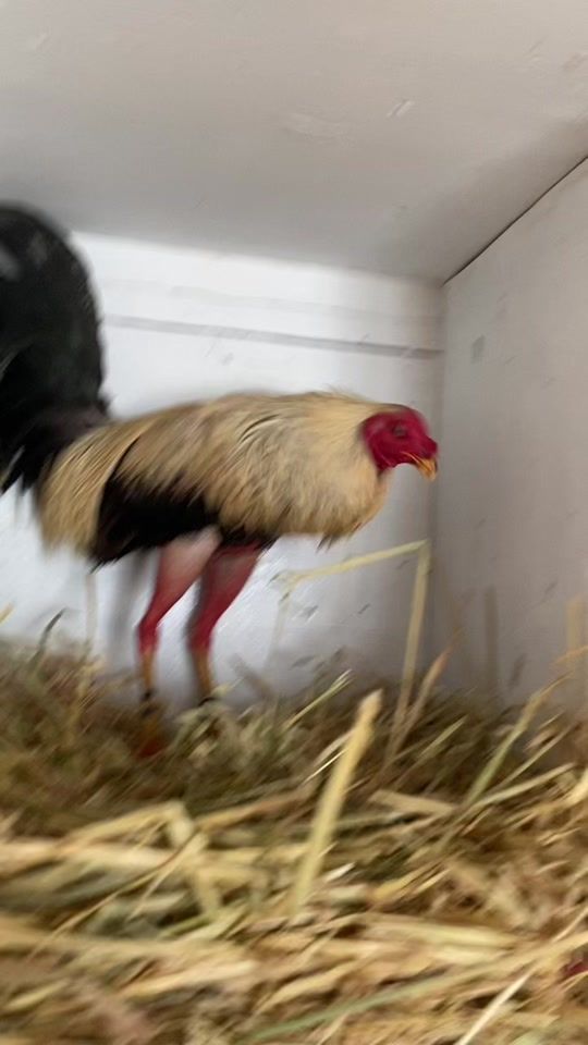 TikTok video thumbnail by gallera_la_pinta