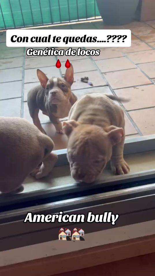 TikTok video thumbnail by losperea11