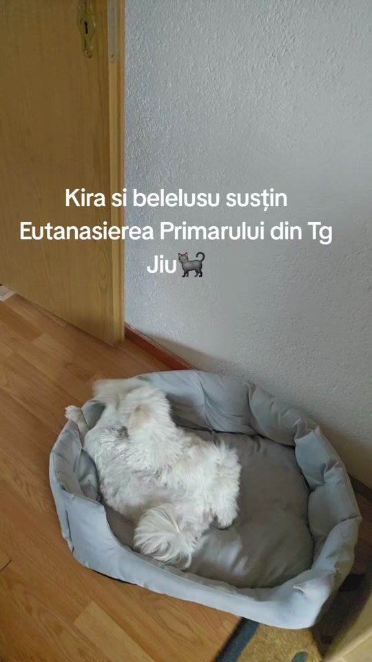 TikTok video thumbnail by lacramioaratinca2