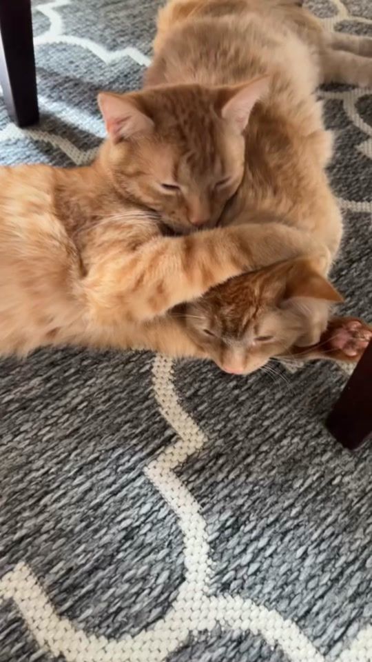 TikTok video thumbnail by pamuloku