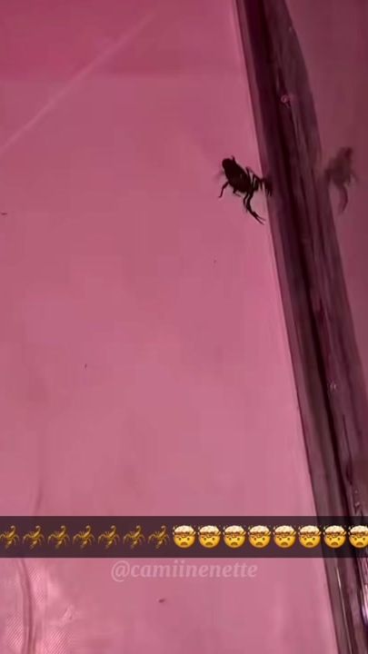 TikTok video thumbnail by camiinenette